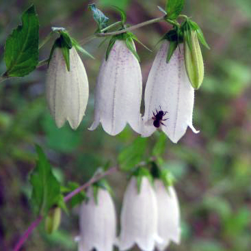 ホタルブクロ（蛍袋）苗2鉢セット | 自然生活