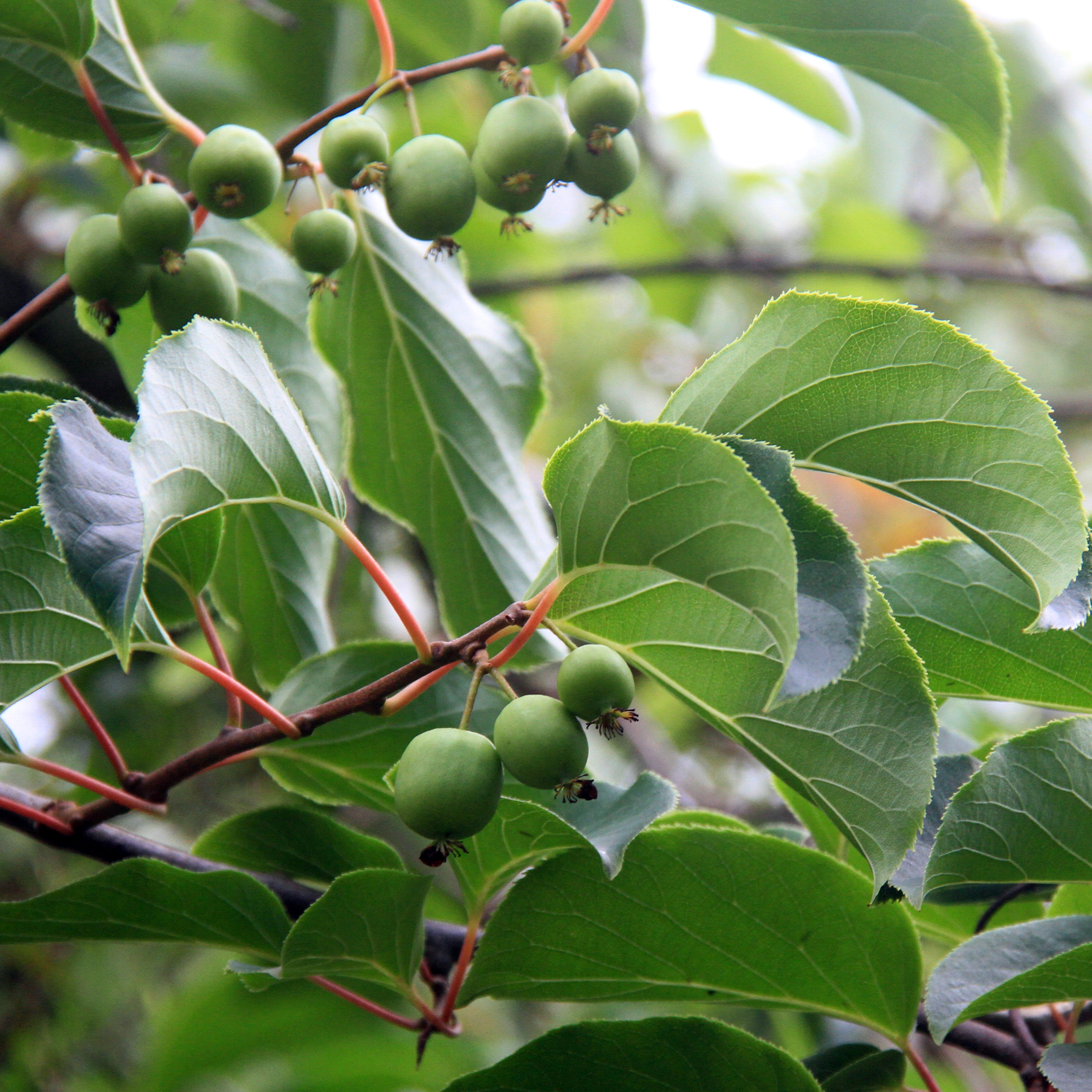 サルナシ（猿梨）雌木苗 | 自然生活