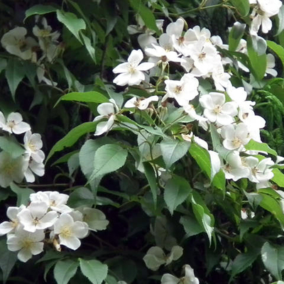ウワミズザクラ（上溝桜）苗｜植木・庭木・花木苗｜自然を育てる