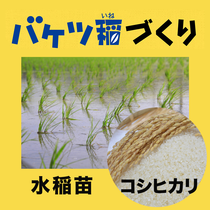 水稲コシヒカリ苗2鉢セット（バケツ稲つくり用） | 自然生活