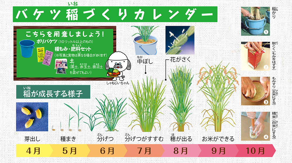 水稲コシヒカリ苗2鉢セット（バケツ稲つくり用） | 自然生活