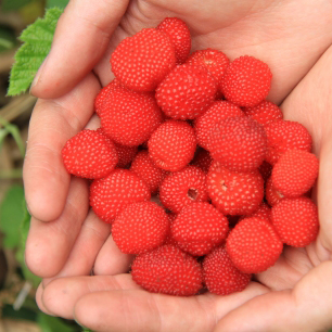 クサイチゴ（草いちご）種子 | 自然生活