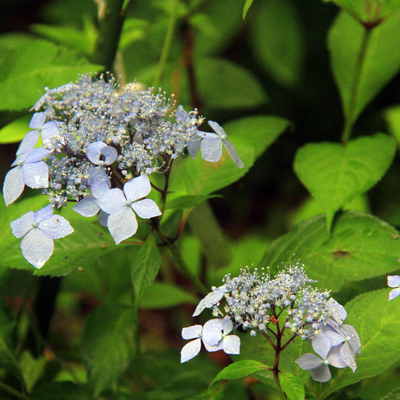 白花ドウダンツツジ苗 | 自然生活
