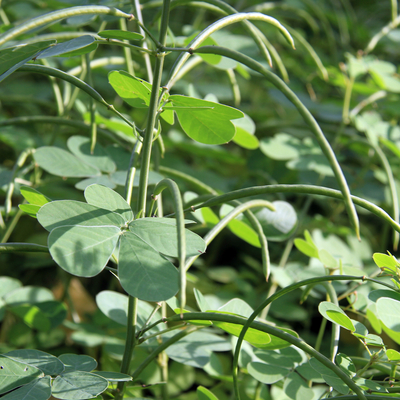 ウラジロガシ（裏白樫）苗｜植木・庭木・花木苗｜自然を育てる | 自然生活