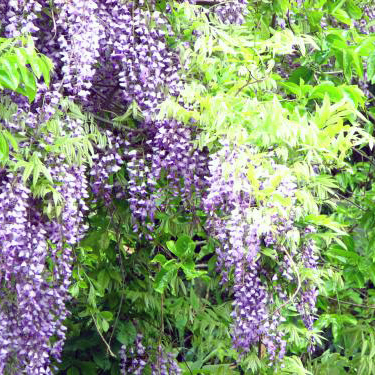 フジ（紫花）種子 [A&F自然生活] | 自然生活