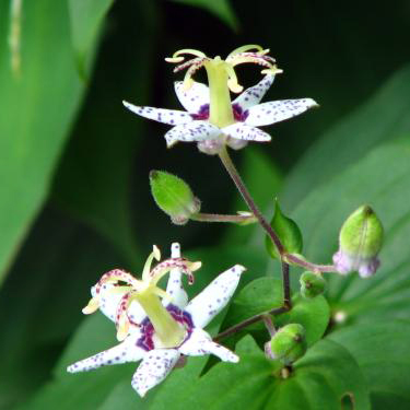 ヤマジノホトトギス（山路の杜鵑草）苗2鉢セット | 自然生活