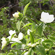 白 ヤマブキ 1歳くらい 苗一本 挿し穂おまけ付き