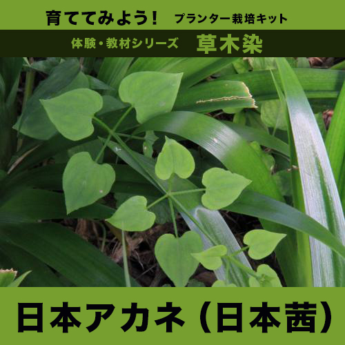 日本アカネ（日本茜）栽培キット | 自然生活