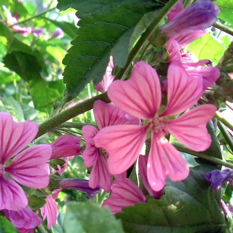 マロウ　種　100粒以上!! マロウ 種 100粒以上!!