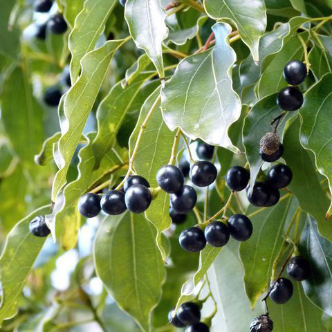 クスノキ（楠の木）苗 | 自然生活