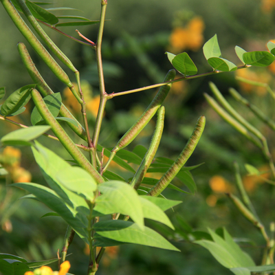 ②⭕珍種 花筏 ハナイカダ ちび 1苗 ハナイカダ（花筏）苗 | 自然生活