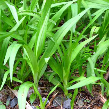 ノカンゾウ（野萱草）苗2株セット | 自然生活