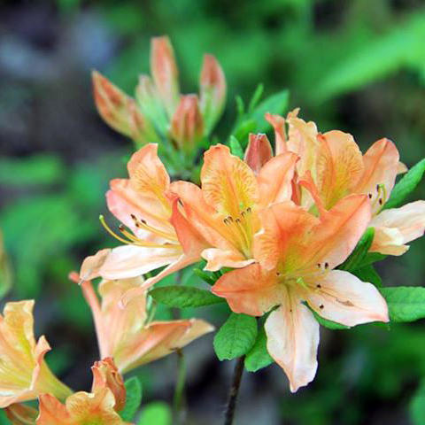レンゲツツジ（蓮華躑躅）苗｜植木・庭木・花木苗｜自然を育てる