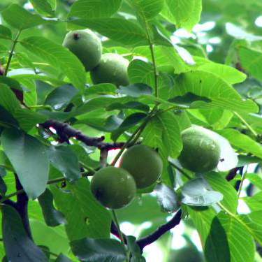 菓子クルミ苗 | 自然生活