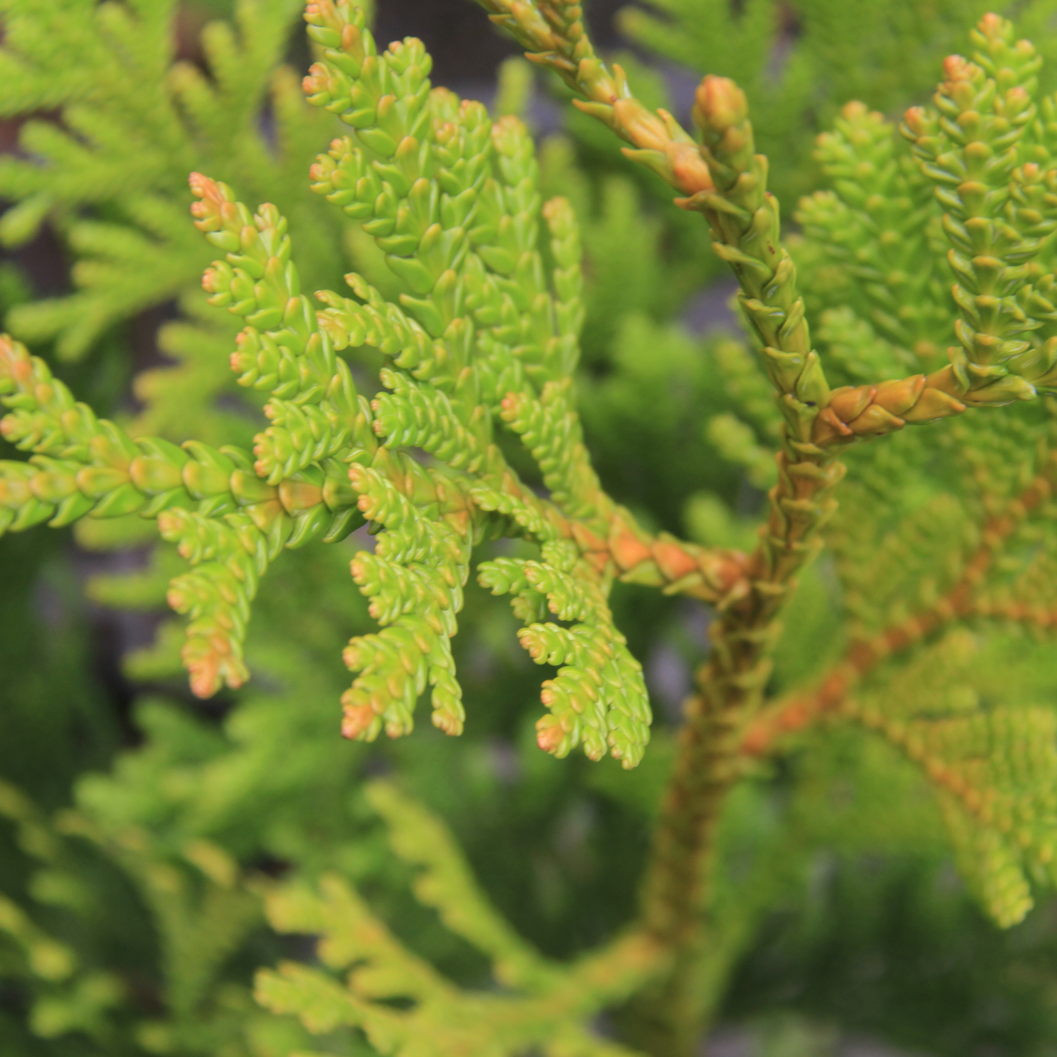 アスナロ（翌檜）苗 | 自然生活