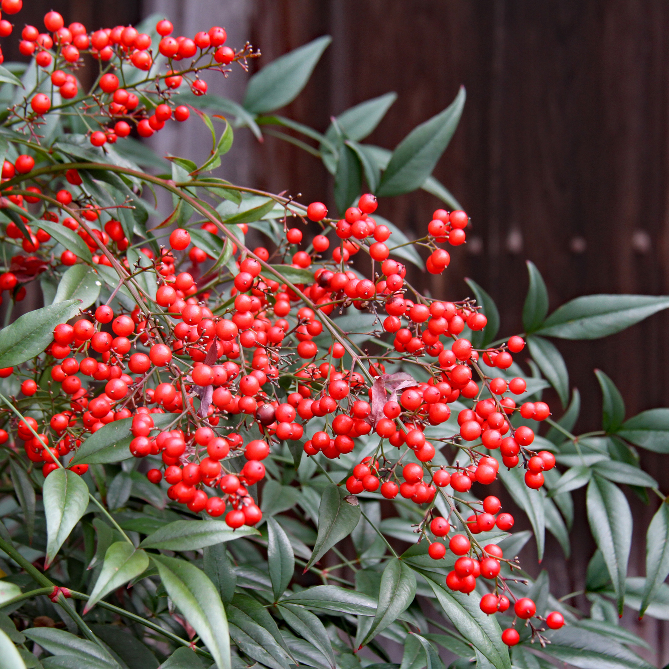 南天の苗2株。高さ約5センチ 抜き苗　縁起木 難を転ずる　赤い実。 南天の苗2株。高さ約5センチ 抜き苗 縁起木 難を