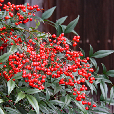 アキグミ苗 | 自然生活