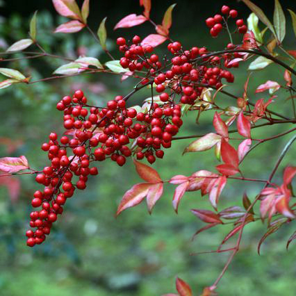 ナンテン（南天）種子 20粒 | 自然生活