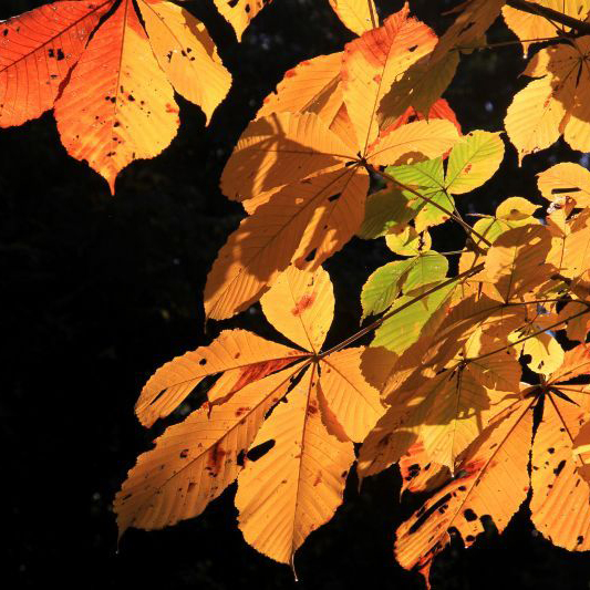 希少‼︎自然木！ トチの木 ミニ盆栽 トチノキ（栃の木）苗 | 自然生活