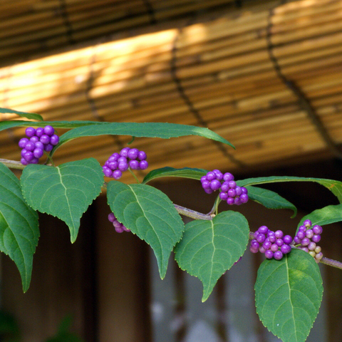 ムラサキシキブ（紫式部）苗 | 自然生活