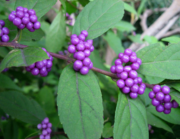ムラサキシキブ（紫式部）苗 | 自然生活