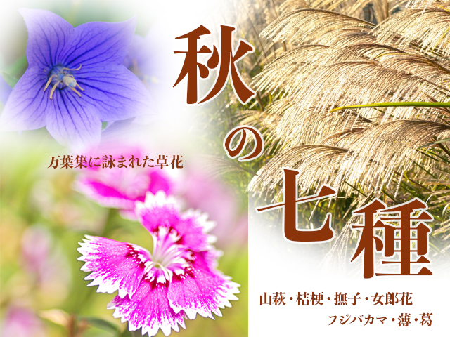 秋の七草