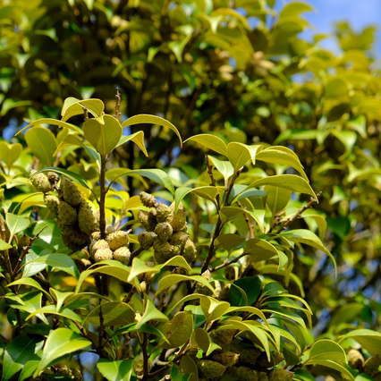 スダジイ苗 | 自然生活