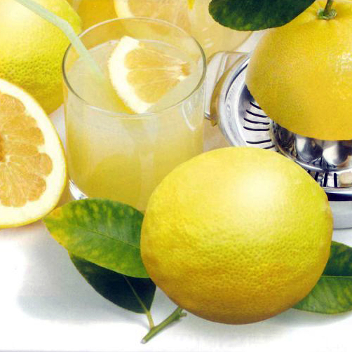 （ゆずページ）ジャンボレモン苗木 果樹 大株 ゆずページ）ジャンボレモン苗木 果樹 大株 楽天市場】□優良2