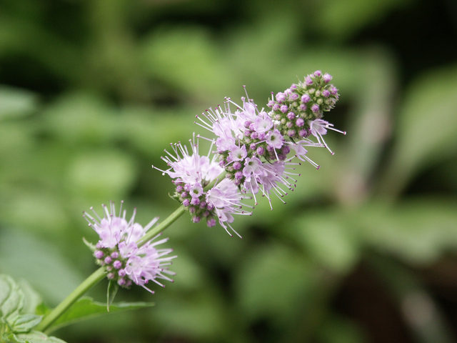 スペアミントと その お花 とちょっと デカ スペアミント 【公式通販】
