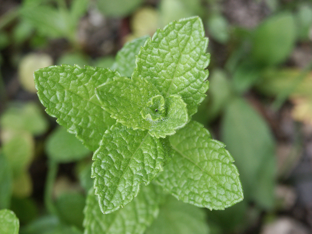 スペアミント苗2鉢セット | 自然生活