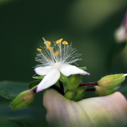ヤブミョウガ（籔茗荷）苗｜山菜栽培苗｜自然を育てる｜自然生活
