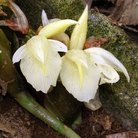 ミョウガ苗　2株　専用 楽天市場】【 ミョウガ ( 茗荷 ) 】 9cmポット 苗【 2株