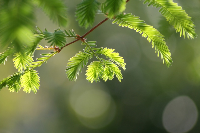 メタセコイア苗 | 自然生活