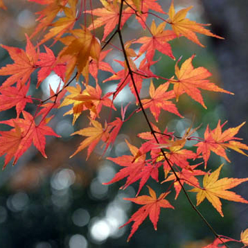 植木苗 イロハモミジの苗 イロハモミジ3年苗 10本 [もみじ モミジ 盆栽]