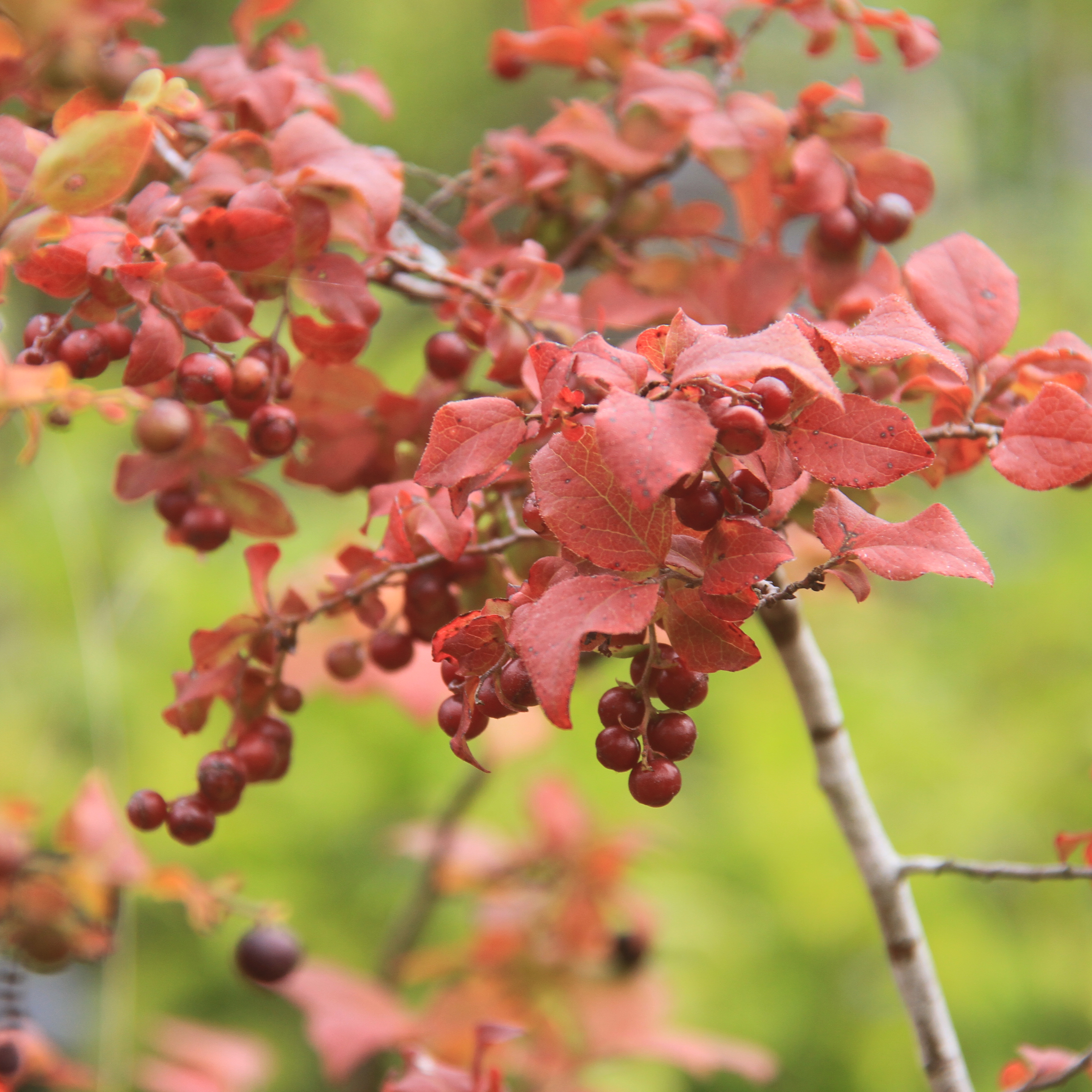 ナツハゼ（夏黄櫨）苗｜山林樹木・庭木・花木苗｜自然を育てる | 自然生活