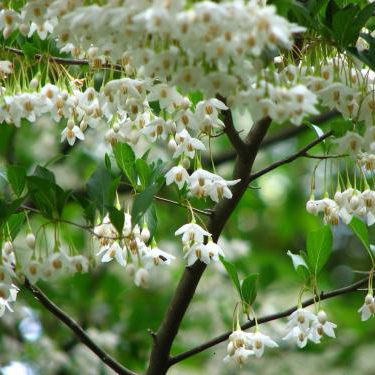 2 山採り　エゴノキ 2 山採り エゴノキ エゴノキ苗｜植木・庭木・花木苗｜自然を育てる |