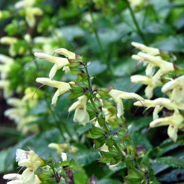 160cm 山野草 山採り 苗木 苗 クロモジ 薬効 ハーブ 癒やしの香り 庭木