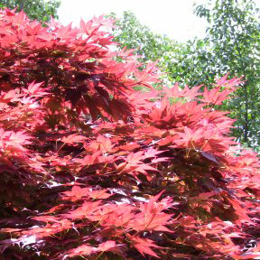 ノムラモミジ 赤紫 約2m ノムラモミジ 野村モミジ 約2m 超特大株 植木苗木 紫色の葉っぱ