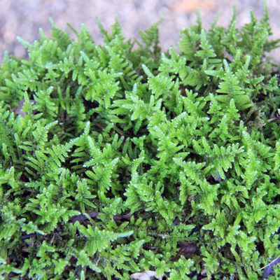 ギンゴケ（銀苔）｜盆栽・インテリア｜自然と暮らす | 自然生活