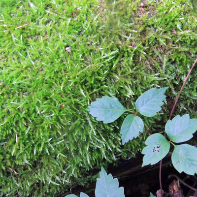 ギンゴケ（銀苔）｜盆栽・インテリア｜自然と暮らす | 自然生活