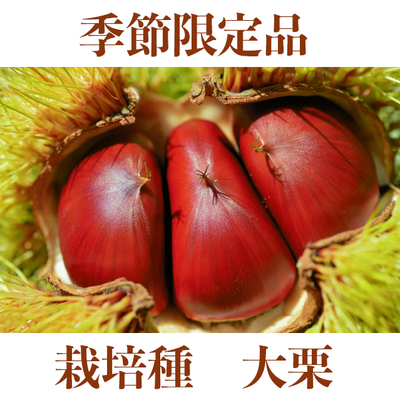 生栗(大栗)