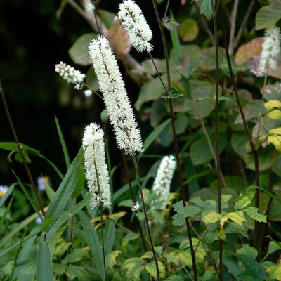 ミヤコワスレ（都忘れ）苗2鉢セット | 自然生活