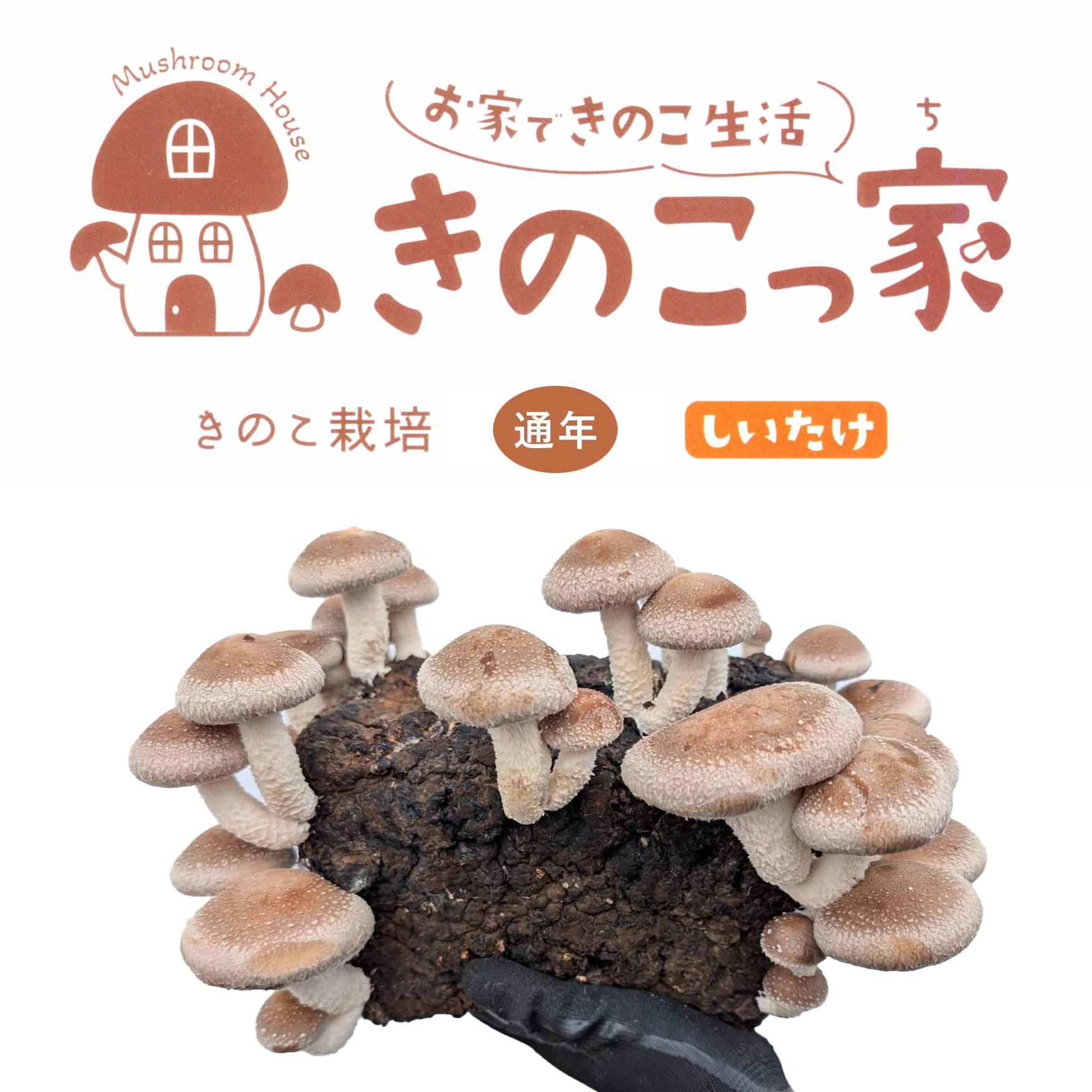 きのこページ ファーム大澤屋 新鮮生きのこセット 6種類(小)各2パック: 全農長野