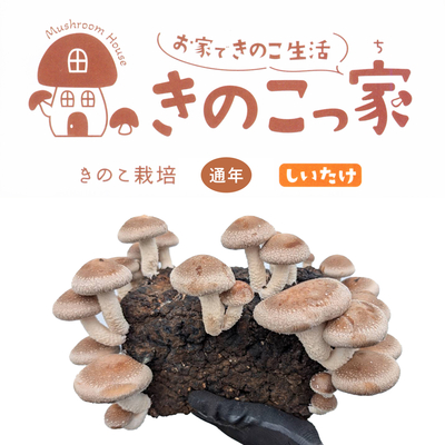 ［きのこ栽培キット］「きのこっ家」 しいたけ