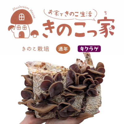 ［きのこ栽培キット］「きのこっ家」 キクラゲ