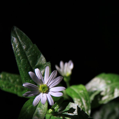 ミヤコワスレ原種苗２鉢セット