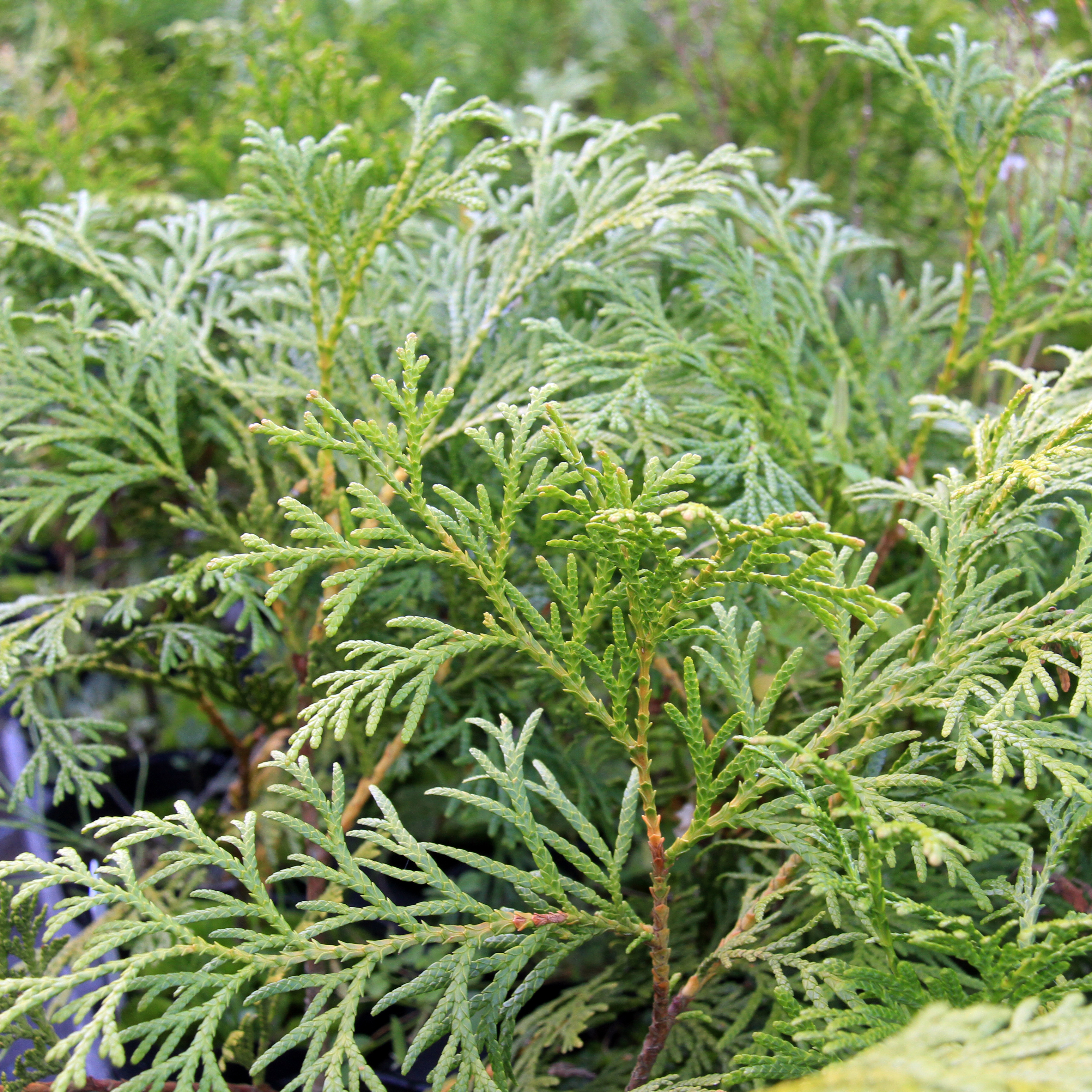クロベ（ネズコ）苗｜植木・庭木・花木苗｜自然を育てる | 自然生活