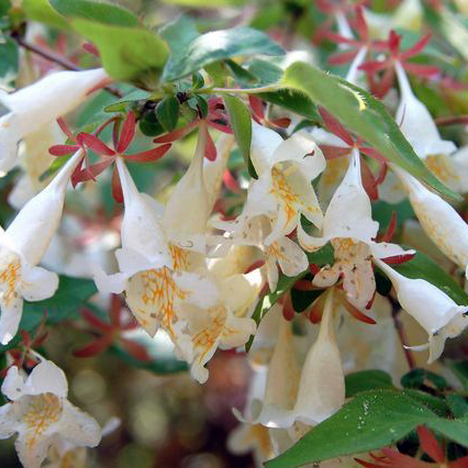 ツクバネウツギ（衝羽根空木）苗｜植木・苗木・庭木・花木苗 | 自然生活
