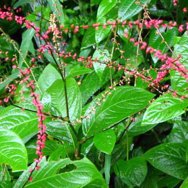 野葡萄 苗 ② 楽天市場】野ぶどう 苗の通販