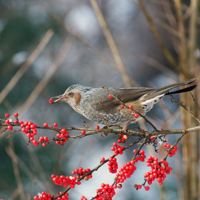 天然ノブトウ　馬ぶどう　山菜　薬草　京都府の山に 天然ノブトウ 馬ぶどう 山菜 薬草 京都府の山に
